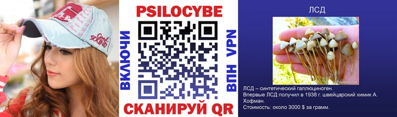 Галлюциногенные грибы Psilocybe  Купить закладки  Алагир 